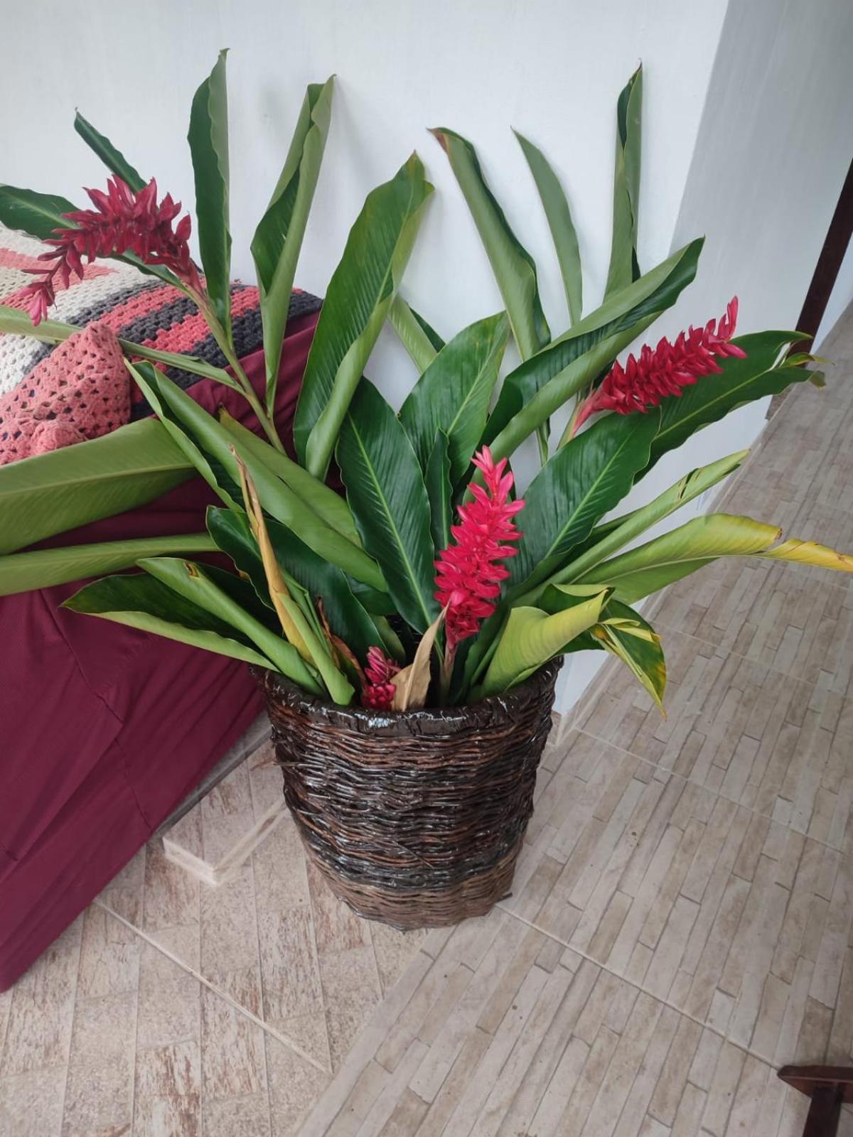 Apartment Pousadinha Atelie Da Maite Paraty